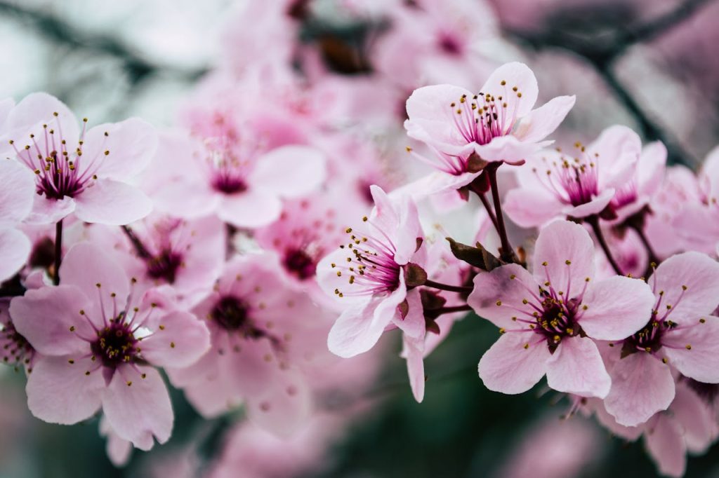Vibrant close-up of pink cherry blossoms capturing springs essence.
